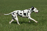 hundefotos dalmatiner