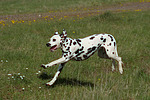 hundefotos dalmatiner