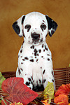 hundefotos dalmatiner