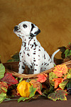 hundefotos dalmatiner