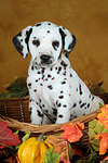 hundefotos dalmatiner