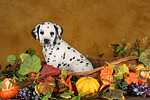 hundefotos dalmatiner