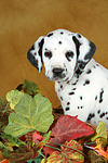 hundefotos dalmatiner