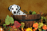 hundefotos dalmatiner