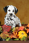 hundefotos dalmatiner