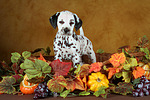 hundefotos dalmatiner