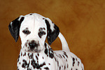 hundefotos dalmatiner