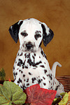 hundefotos dalmatiner