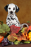 hundefotos dalmatiner
