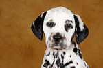 hundefotos dalmatiner