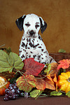 hundefotos dalmatiner
