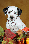 hundefotos dalmatiner