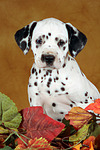 hundefotos dalmatiner