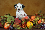 hundefotos dalmatiner