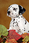 hundefotos dalmatiner