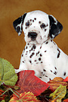 hundefotos dalmatiner