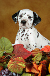 hundefotos dalmatiner