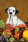 hundefotos dalmatiner