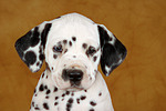 hundefotos dalmatiner