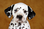 hundefotos dalmatiner