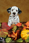 hundefotos dalmatiner