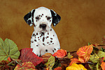 hundefotos dalmatiner