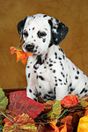 hundefotos dalmatiner