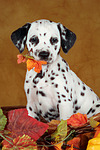 hundefotos dalmatiner