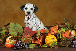 hundefotos dalmatiner