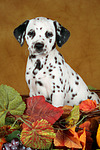hundefotos dalmatiner