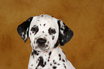 hundefotos dalmatiner