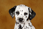 hundefotos dalmatiner