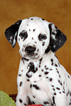 hundefotos dalmatiner