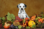 hundefotos dalmatiner