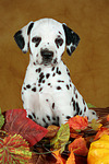 hundefotos dalmatiner