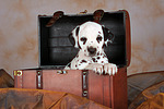hundefotos dalmatiner