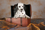 hundefotos dalmatiner