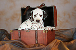 hundefotos dalmatiner