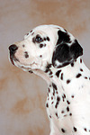 hundefotos dalmatiner
