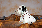 hundefotos dalmatiner
