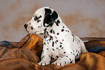 hundefotos dalmatiner
