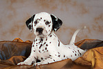 hundefotos dalmatiner