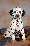 hundefotos dalmatiner