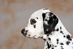 hundefotos dalmatiner