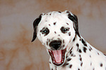 hundefotos dalmatiner