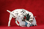 hundefotos dalmatiner