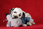 hundefotos dalmatiner