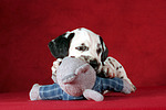 hundefotos dalmatiner