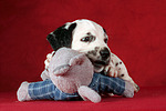 hundefotos dalmatiner