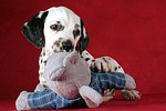 hundefotos dalmatiner